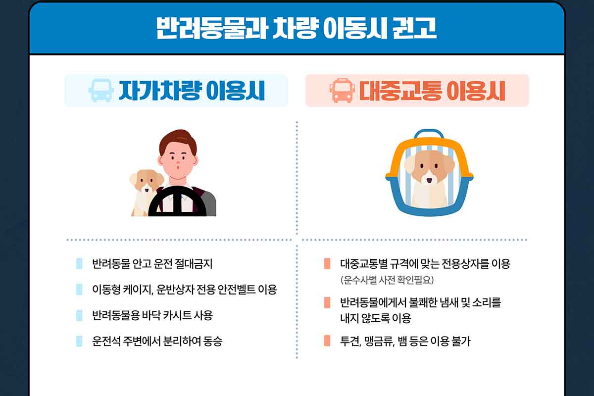 운전자-반려동물-교통사고-시야방해-범칙금