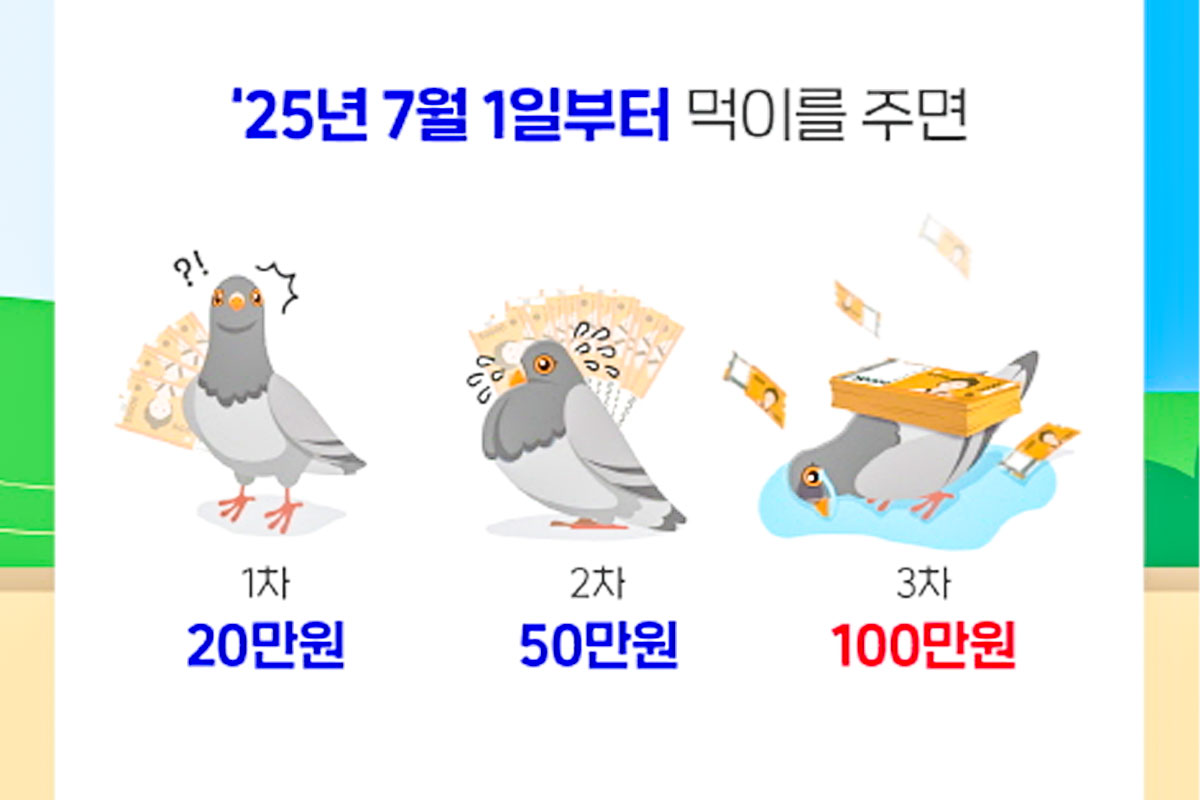 제주도-비둘기-새똥