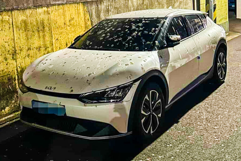 제주도-비둘기-새똥